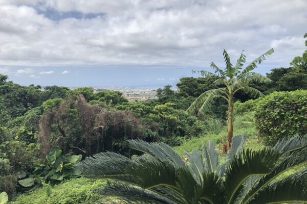 okinawa-gokiburi